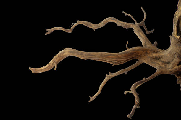 istock Driftwood with a beautiful pattern root and figure isolated on black background, clipping path included 2168503263