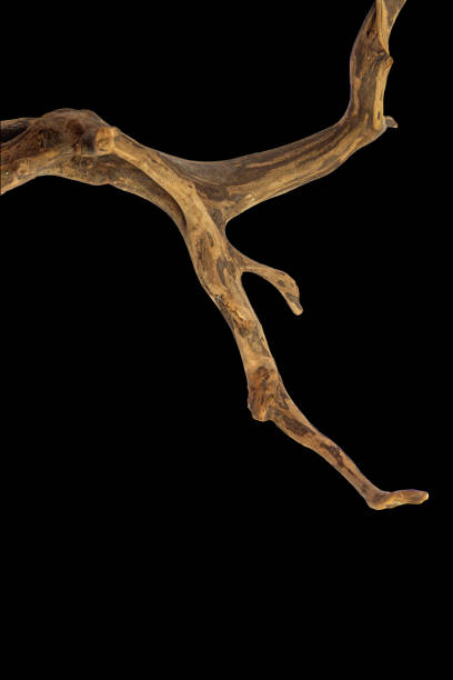 istock Curved driftwood branch isolated on black background with clipping path 2168504098