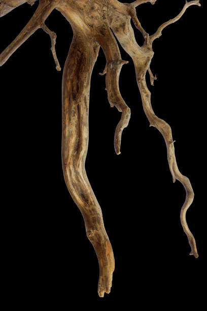 istock Horn driftwood root branches wooden texture isolated on black background with clipping path 2168504122