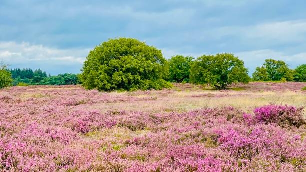 istock Blossoms at the tafelbergheide with purple heath 2168505603