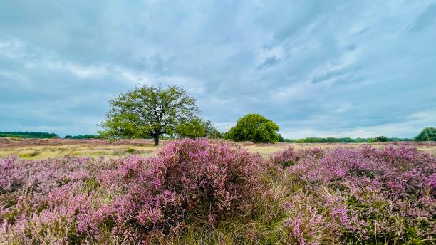 istock Blossoms at the tafelbergheide with purple heath 2168505771