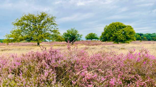 istock Blossoms at the tafelbergheide with purple heath 2168505805