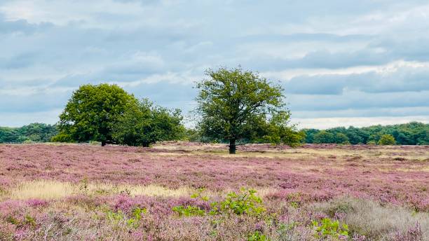 istock Blossoms at the tafelbergheide with purple heath 2168506100