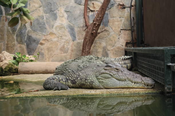 istock Nile crocodile (Crocodylus niloticus) resting. Close up shot. 2168507466