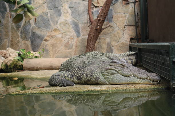 istock Nile crocodile (Crocodylus niloticus) resting. Close up shot. 2168507467