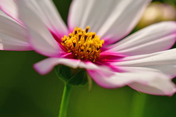 cosmos