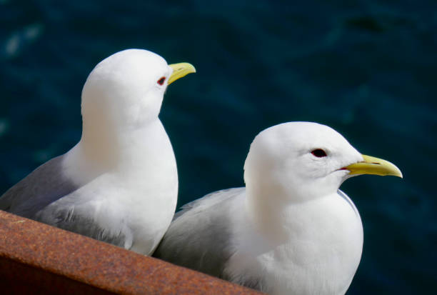 Perched on a rustic surface near the deep blue water in Nusfjord