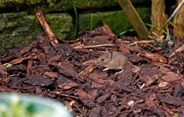 istock Woodmice foraging under the bird feeders 2168511761
