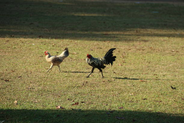 istock a pair of chickens 2168511998