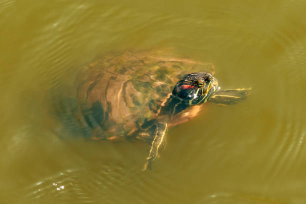 The turtle has come out of the water and is basking in the sun. Water turtle resting on a wooden raft