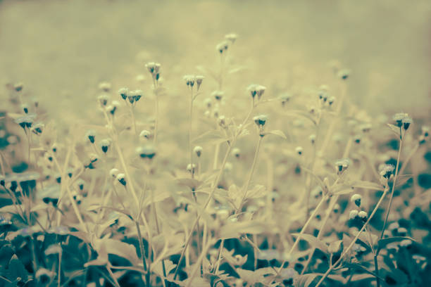 little white wild grass blooming spring nature wallpaper background