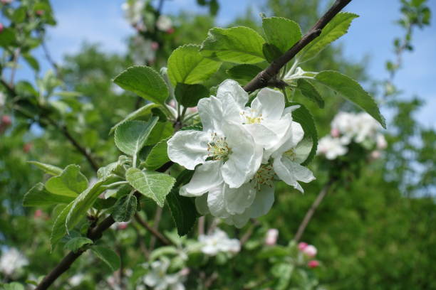 istock Array of white flowers of apple tree in May 2168514444