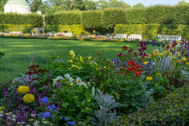 istock Flowers in the park 2168514585