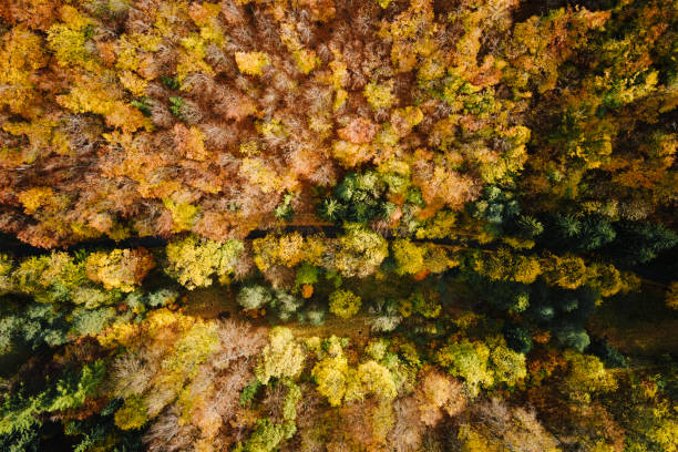 istock Aerial view of autumn forest with colored trees 2168514908