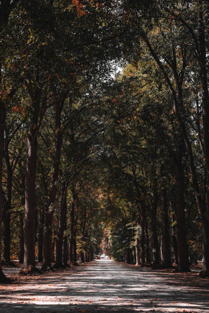 Hungary trees