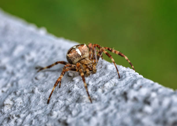 Garden Cross spider on the wall