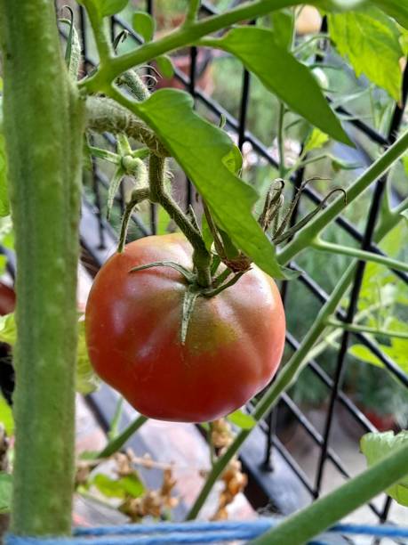 istock Tomato on tomato plant 2168516463