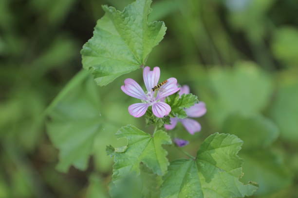 istock a purple flower with the word bug on it 2168518960