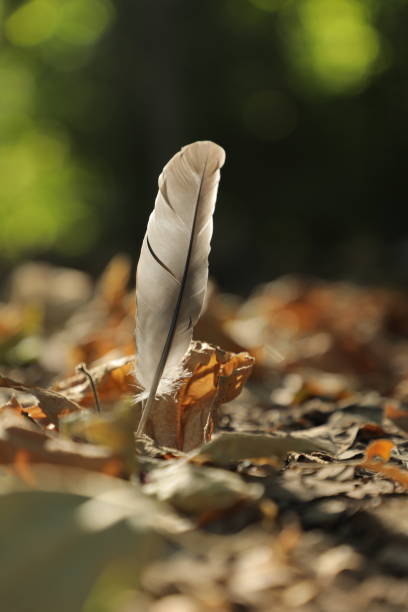Discarded feather from a turkey bird in natural outdoor habitat. Found feather on ground diagonally situated with warm afternoon light.