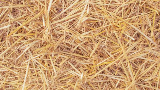 istock Wheat dry straw texture background, beveled wheat, cereal crops, top view 2168519905