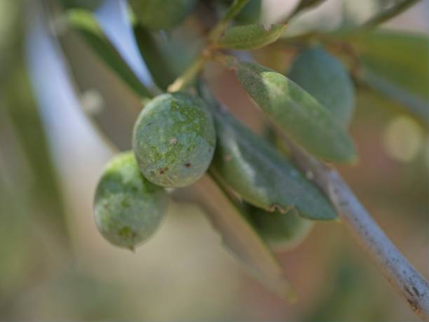 istock Olives on a branch macro shot 2168520962