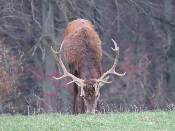 Stag grazing int the forest meadow