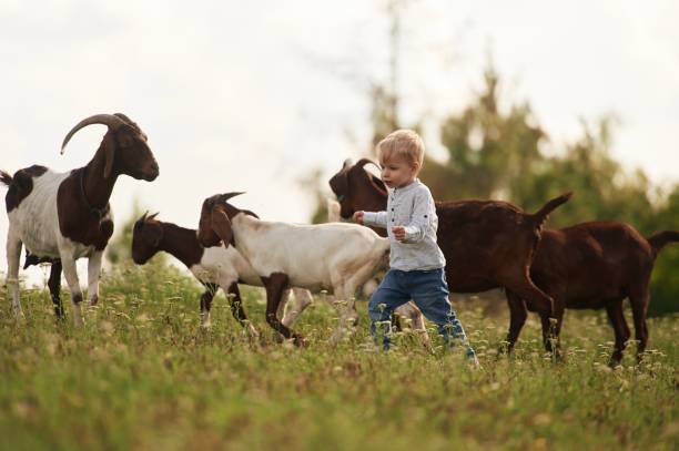 istock Cute little boy is playing with goats on the field 2168521406