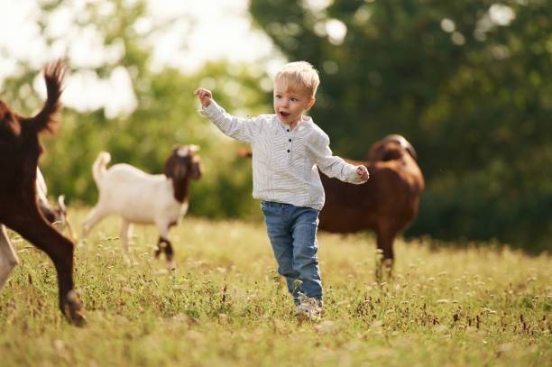 istock Cute little boy is playing with goats on the field 2168521423