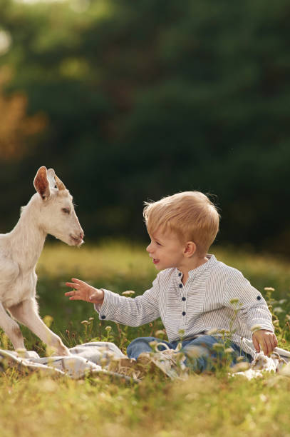 Cute little boy is playing with goat on the field.
