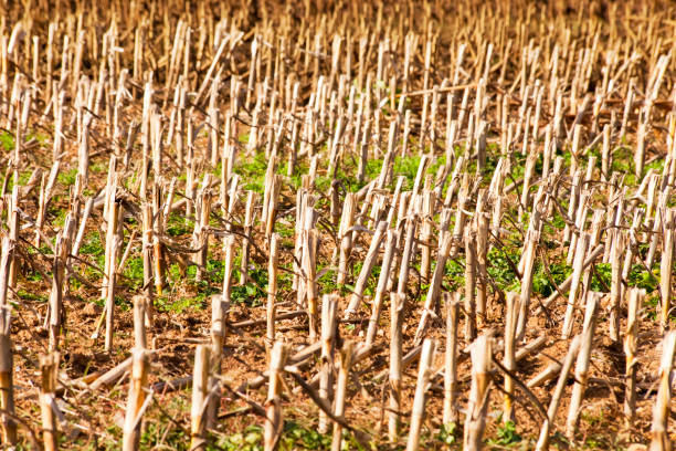 dry corn in the field in autumn, ripe ears of sweet corn and corn sprouts before harvest in sunny weather, near the forest