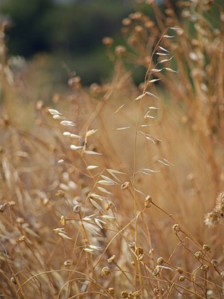 istock Golden blades of grass 2168523427