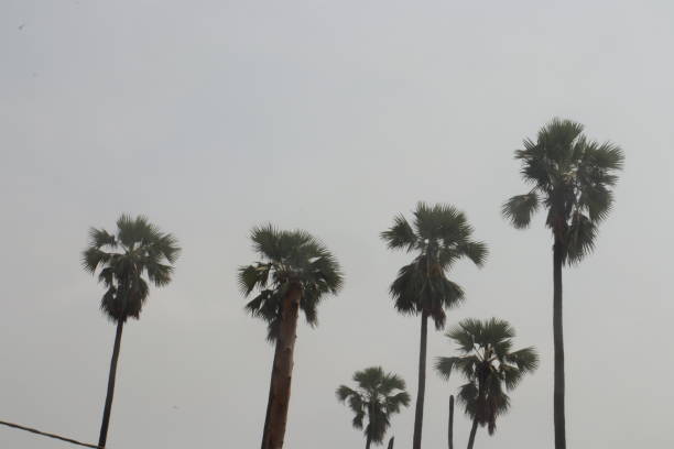 Silhouette style image Palm tree with cloudy weather