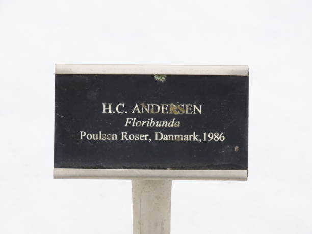 istock Hans Christiaan Anderson Rose 2168523952