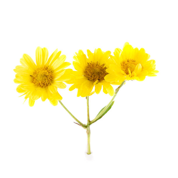 istock Yellow Chrysanthemum flowers isolated on white background 2168524623