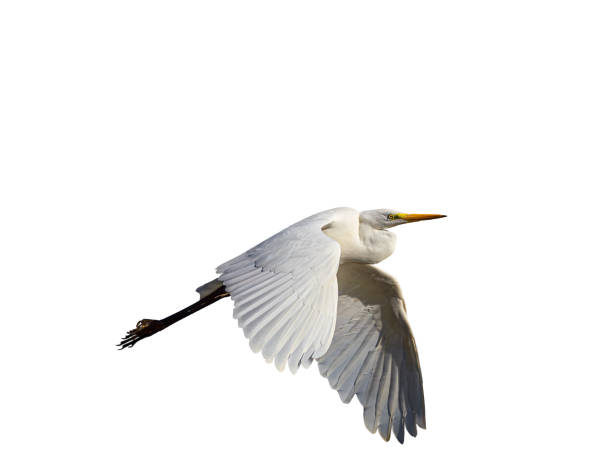 istock White little egret bird Egretta garzetta flying wings spread white background 2168524822