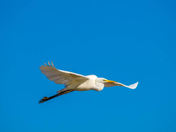White little egret bird Egretta garzetta flying wings spread blue background