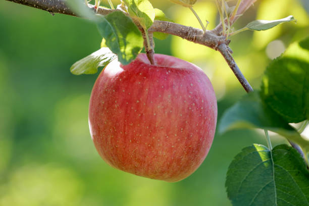 istock Fresh Apple on the apple tree at Apple garden farm background. 2168525801