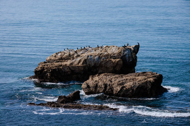 A large group of ocean birds resting on a huge dry brown rock surrounded by blue ocean water.