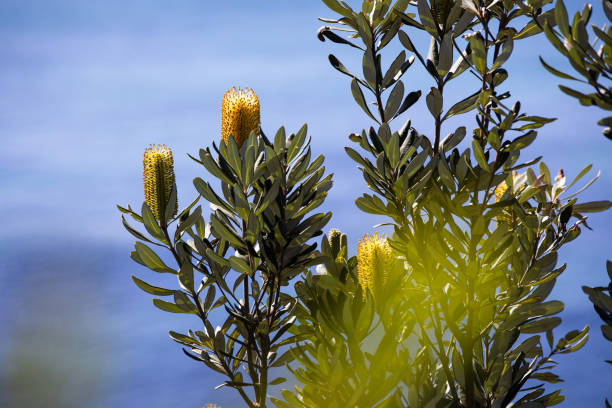 Close-up of a native coastal banksia tree with a clean blue sky and ocean backdrop.