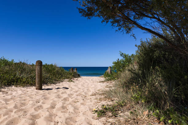 istock Idyllic sandy walking track lined with dune vegetation leading to a beautiful beach with blue ocean water and clear sky. 2168529726