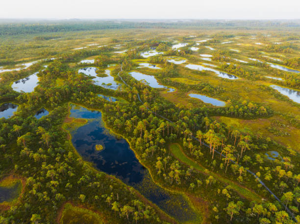 istock Seli swamp on a summer morning. 2168531712