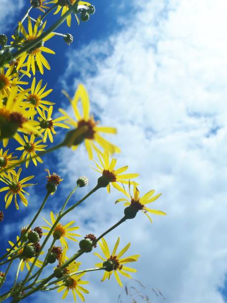 istock Blooming yellow wildflowers against blue sky 2168533210