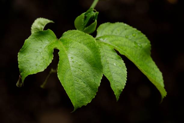 A green leaf color