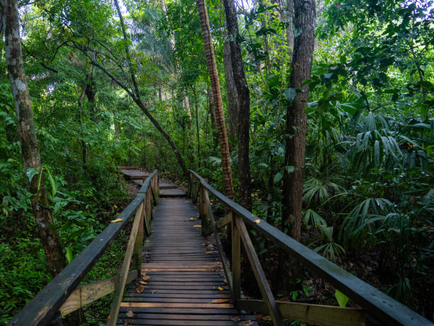 istock Rainforest in Tayrona National Park in Colombia. 2168536897