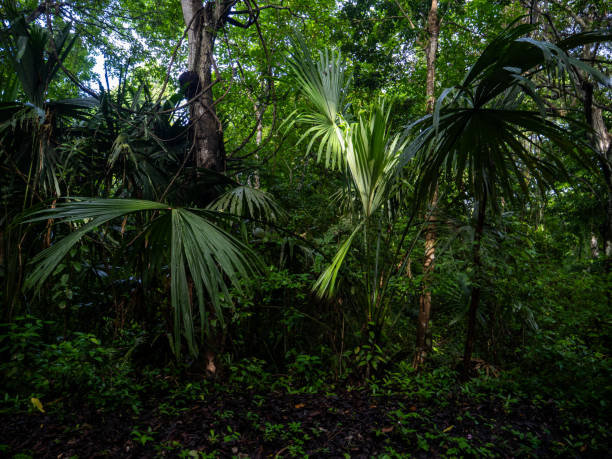 istock Rainforest in Tayrona National Park in Colombia. 2168537530