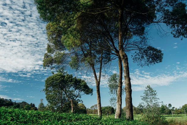 composition of tall trees in tea plantation