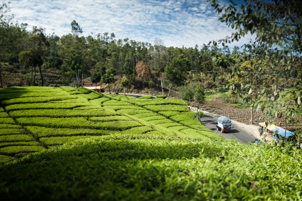 istock Tea plantation ciwidey highlands, Indonesia 2168538950