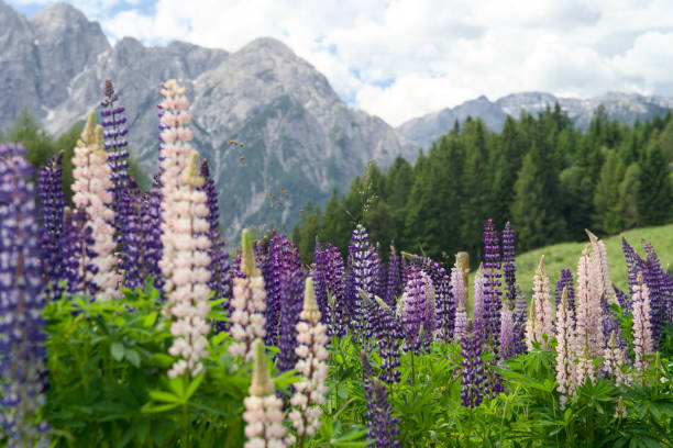istock lupines on an alpine meadow in Austria 2168540167