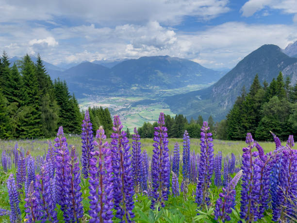 istock lupines on an alpine meadow in Austria 2168540255