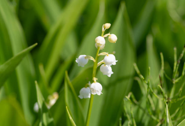 Lily of the valley small white flowers